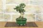 4 - Bonsai di Olivastro (287)