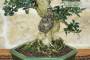 5 - Bonsai di Olivastro (287)