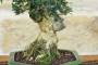 6 - Bonsai di Olivastro (287)