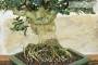 7 - Bonsai di Olivastro (287)