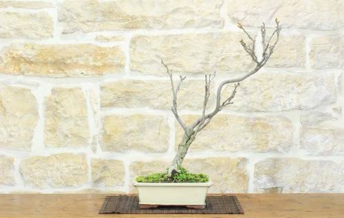 1 - Bonsai di Glicine Giapponese (24).