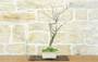 2 - Bonsai di Glicine Giapponese (24).