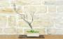 3 - Bonsai di Glicine Giapponese (24).