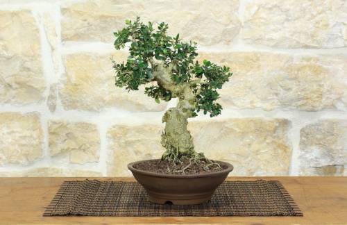 1 - Bonsai di Olivastro (289)