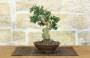 1 - Bonsai di Olivastro (289)