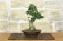 2 - Bonsai di Olivastro (289)