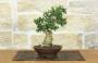 3 - Bonsai di Olivastro (289)