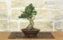 4 - Bonsai di Olivastro (289)