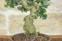 5 - Bonsai di Olivastro (289)