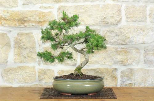 1 - Bonsai di Pino d'Aleppo (14)