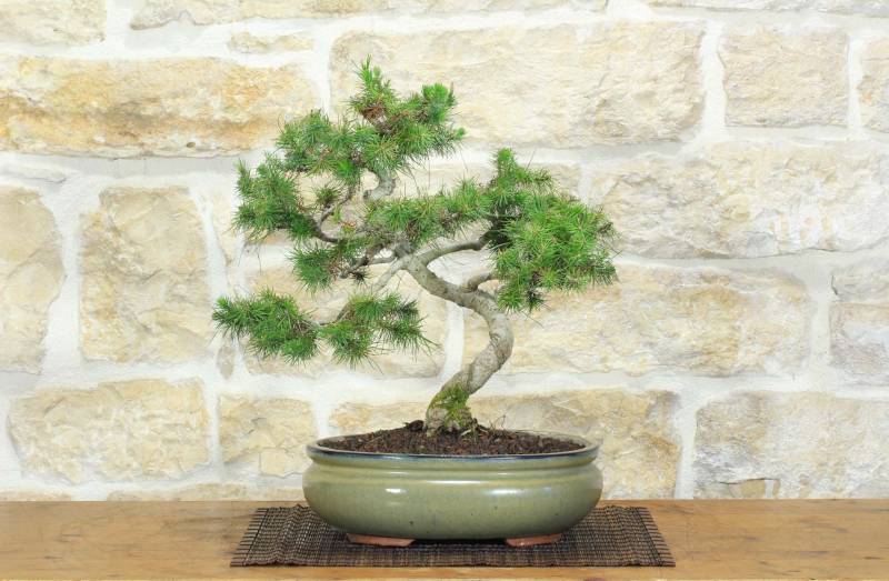 1 - Bonsai di Pino d'Aleppo (14)