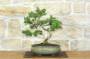 1 - Bonsai di Pino d'Aleppo (14)