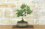2 - Bonsai di Pino d'Aleppo (14)