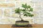 3 - Bonsai di Pino d'Aleppo (14)