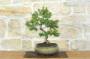 4 - Bonsai di Pino d'Aleppo (14)