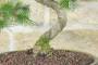 5 - Bonsai di Pino d'Aleppo (14)