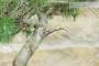 6 - Bonsai di Pino d'Aleppo (14)