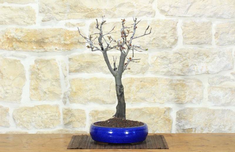1 - Bonsai di Prunus Pissardii (27)
