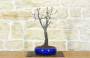 1 - Bonsai di Prunus Pissardii (27)