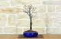 2 - Bonsai di Prunus Pissardii (27)