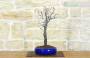 4 - Bonsai di Prunus Pissardii (27)
