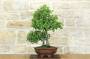 Bonsai di Quercia - Leccio (94)