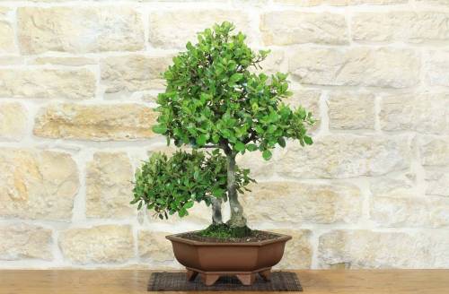 Bonsai di Quercia - Leccio (94)