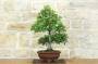 3 - Bonsai di Quercia - Leccio (94)