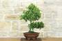4 - Bonsai di Quercia - Leccio (94)
