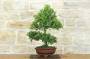 5 - Bonsai di Quercia - Leccio (94)