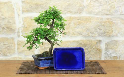 1 - Bonsai di Zelkova Parvifolia 6 anni - vaso cm. 15 con sottovaso coordinato