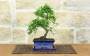 2 - Bonsai di Zelkova Parvifolia 6 anni - vaso cm. 15 con sottovaso coordinato