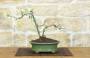 1 - Bonsai di Cotogno giapponese a fiore bianco (18)
