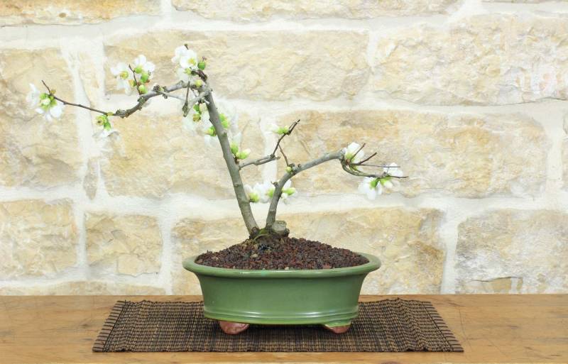 1 - Bonsai di Cotogno giapponese a fiore bianco (18)
