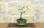 4 - Bonsai di Cotogno giapponese a fiore bianco (18)