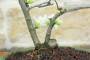 5 - Bonsai di Cotogno giapponese a fiore bianco (18)