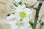 8 - Bonsai di Cotogno giapponese a fiore bianco (18)