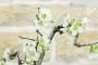 9 - Bonsai di Cotogno giapponese a fiore bianco (18)