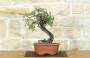 1 - Bonsai di Lentisco (74)