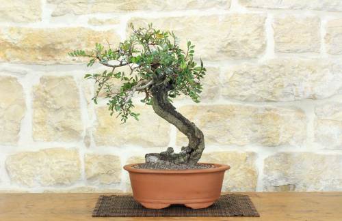 1 - Bonsai di Lentisco (74)