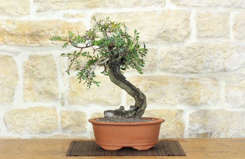 1 - Bonsai di Lentisco (74)