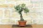 2 - Bonsai di Lentisco (74)