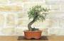 3 - Bonsai di Lentisco (74)