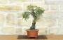 4 - Bonsai di Lentisco (74)