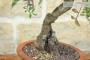 6 - Bonsai di Lentisco (74)