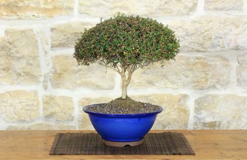 1 - Bonsai di Lonicera Ligustrina (3)