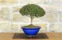 2 - Bonsai di Lonicera Ligustrina (3)