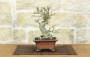 1 - Bonsai di Melograno giapponese "Nejikan" (26)