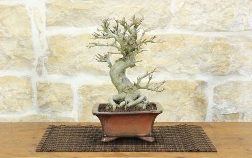 1 - Bonsai di Melograno giapponese "Nejikan" (26)