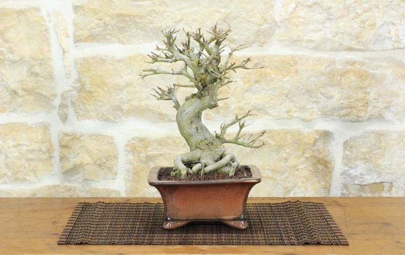 1 - Bonsai di Melograno giapponese "Nejikan" (26)